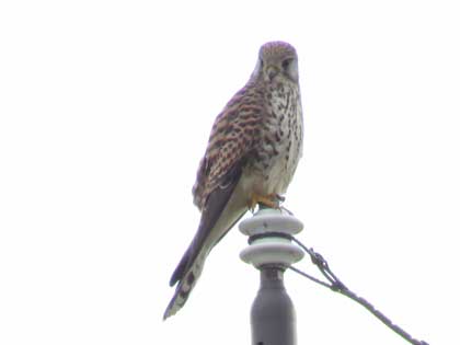 チョウゲンボウ