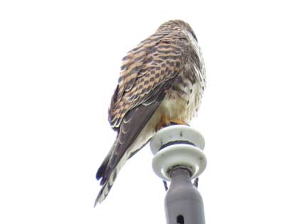 チョウゲンボウ