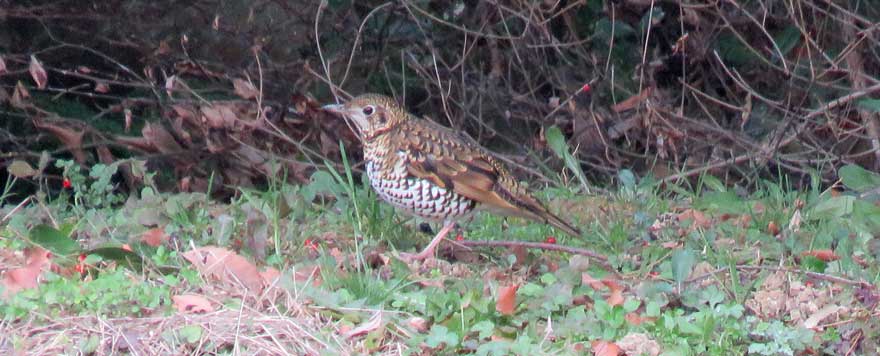 トラツグミ