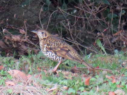 トラツグミ