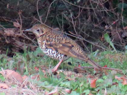 トラツグミ