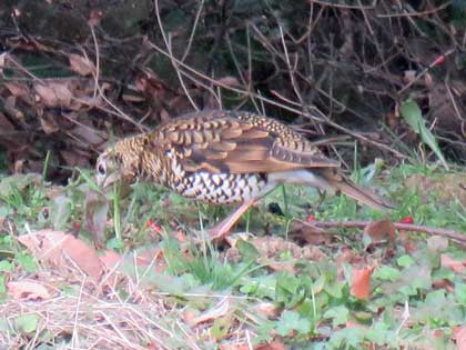 トラツグミ