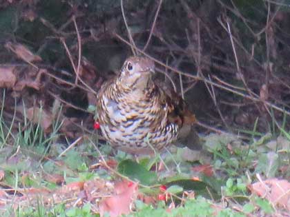 トラツグミ