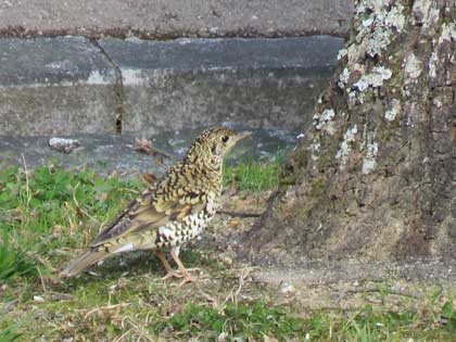 トラツグミ
