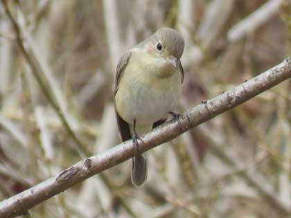 ニシオジロビタキ