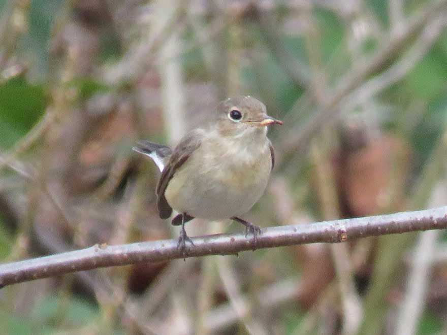 ニシオジロビタキ