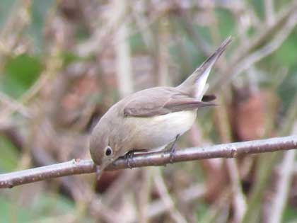 ニシオジロビタキ