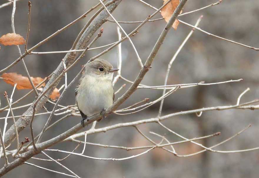 ニシオジロビタキ