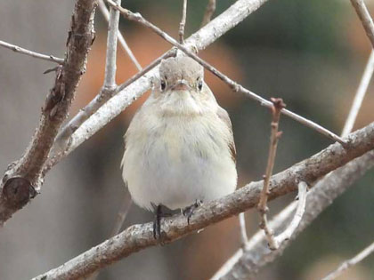 ニシオジロビタキ