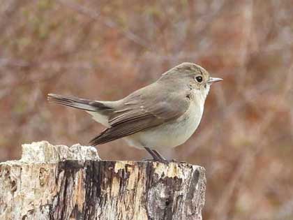 ニシオジロビタキ