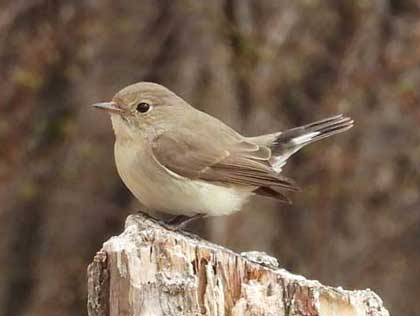 ニシオジロビタキ