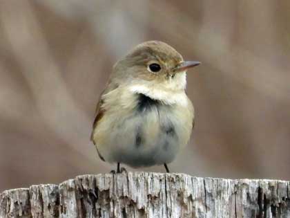 ニシオジロビタキ