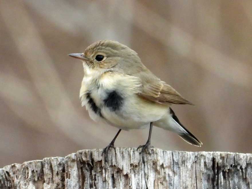 ニシオジロビタキ