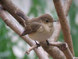 ニシオジロビタキ