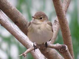 ニシオジロビタキ