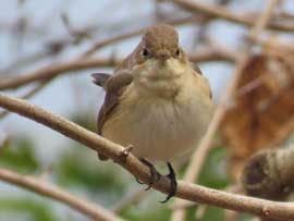 ニシオジロビタキ