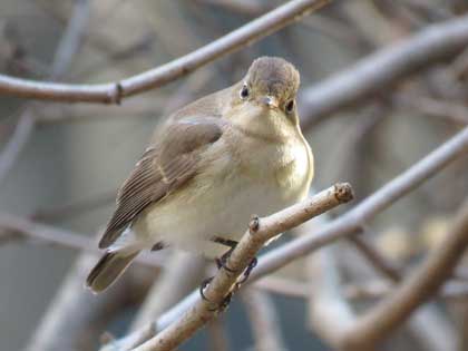 ニシオジロビタキ