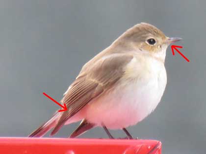 ニシオジロビタキ