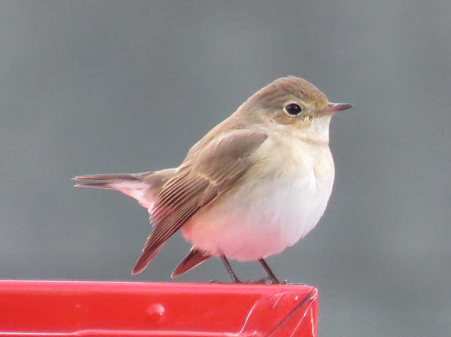 ニシオジロビタキ