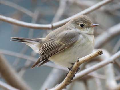 ニシオジロビタキ