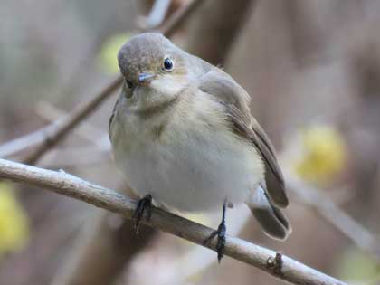 ニシオジロビタキ