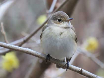 ニシオジロビタキ