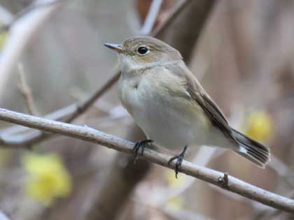 ニシオジロビタキ