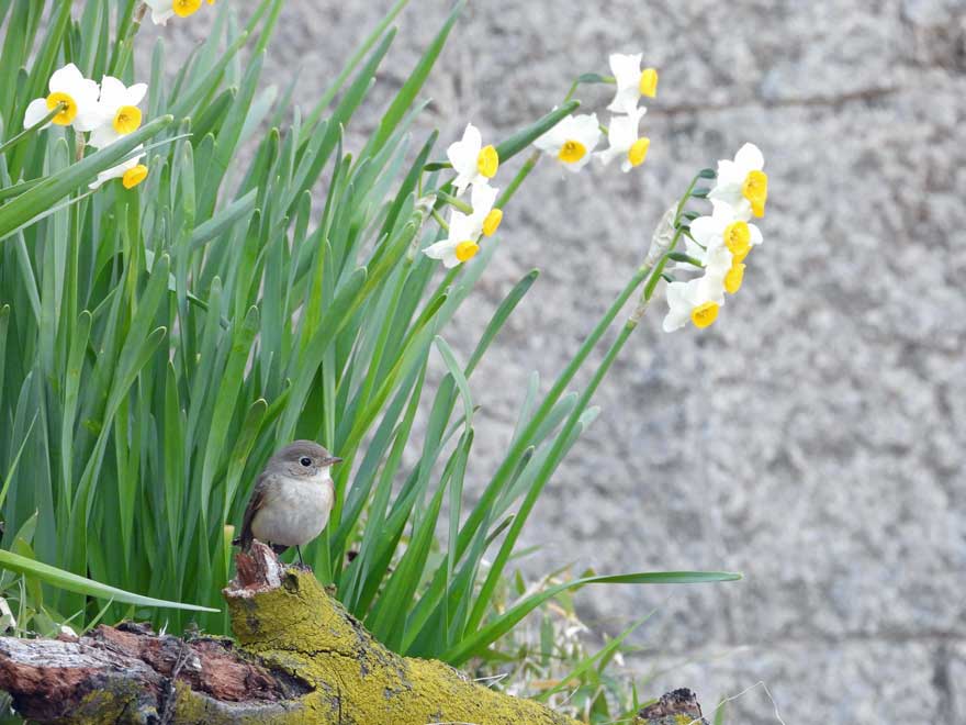 ニシオジロビタキ