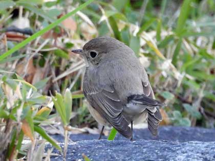 ニシオジロビタキ