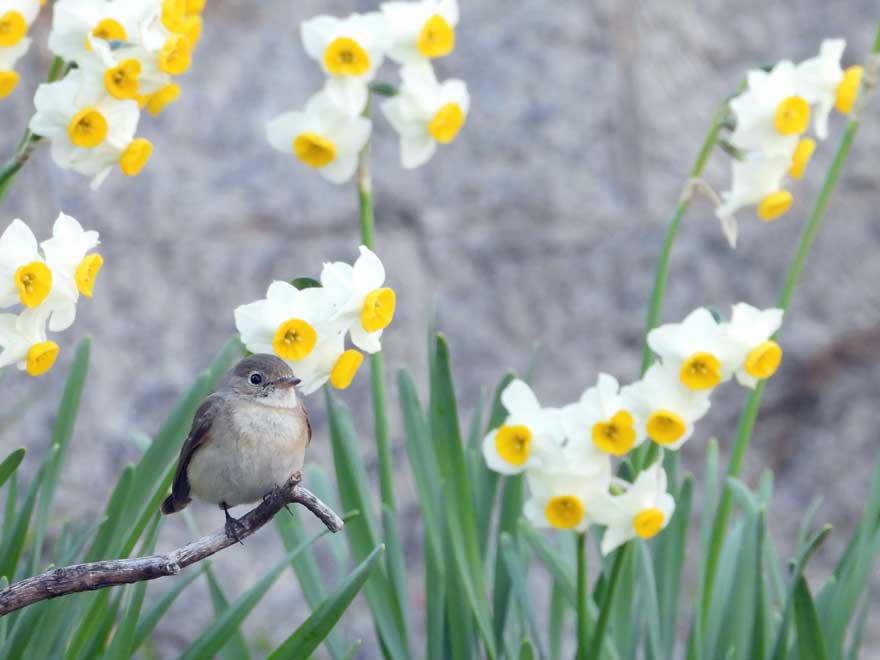 ニシオジロビタキ