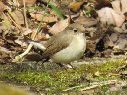 ニシオジロビタキ