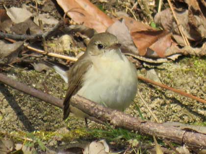 ニシオジロビタキ
