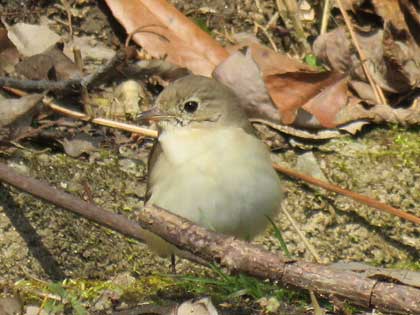 ニシオジロビタキ