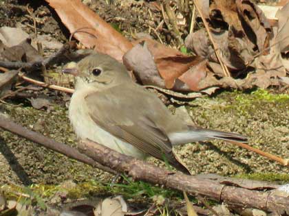 ニシオジロビタキ