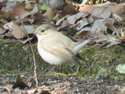 ニシオジロビタキ