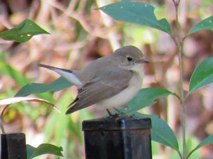 ニシオジロビタキ