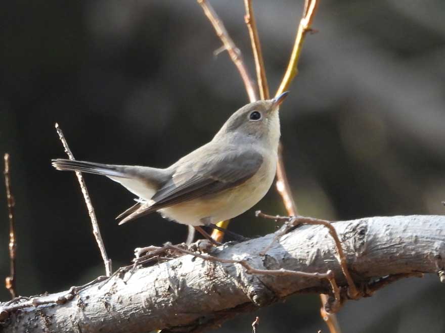 ニシオジロビタキ