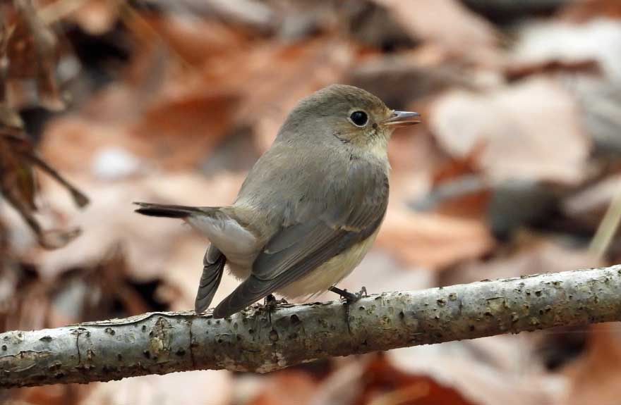 ニシオジロビタキ