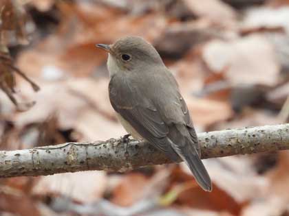 ニシオジロビタキ