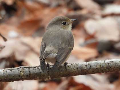 ニシオジロビタキ