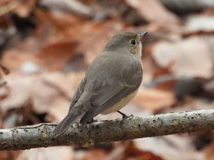 ニシオジロビタキ