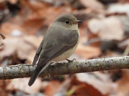 ニシオジロビタキ