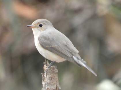 ニシオジロビタキ