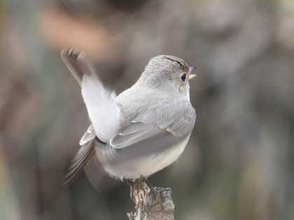 ニシオジロビタキ