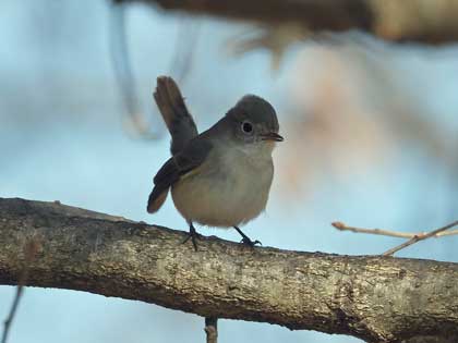 ニシオジロビタキ