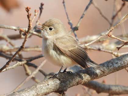 ニシオジロビタキ