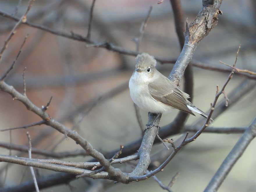ニシオジロビタキ