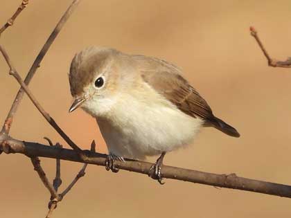 ニシオジロビタキ