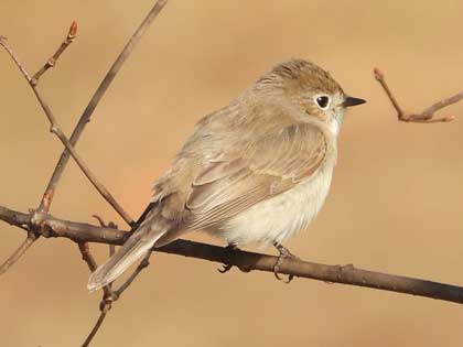 ニシオジロビタキ