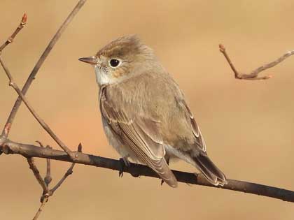 ニシオジロビタキ